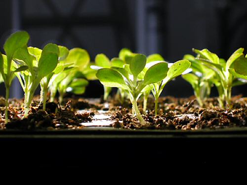 win07_lettuce_seedlings