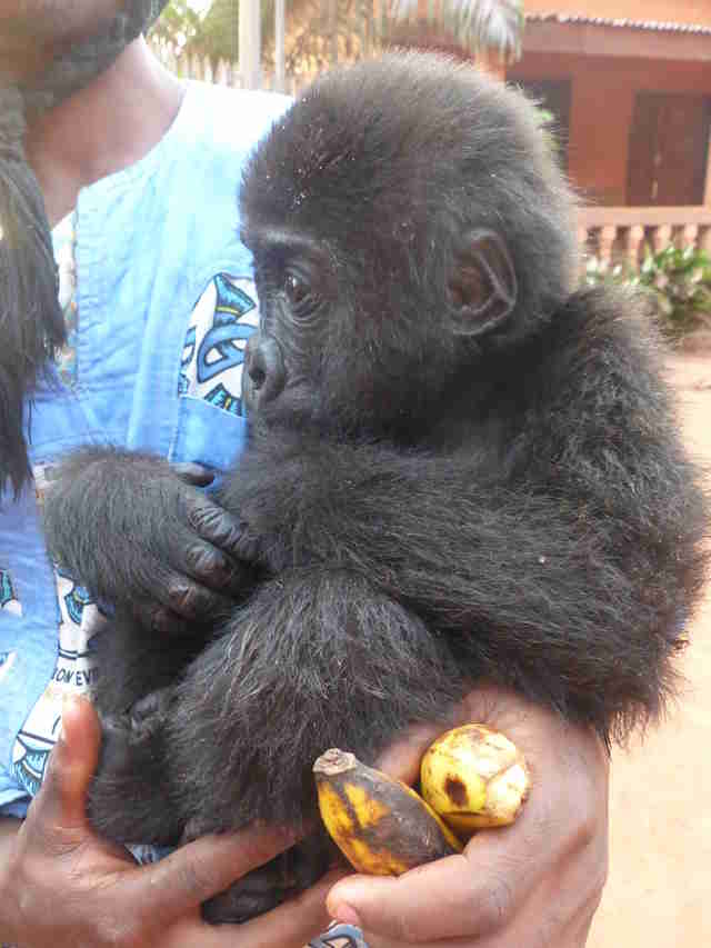 Gorilla Save