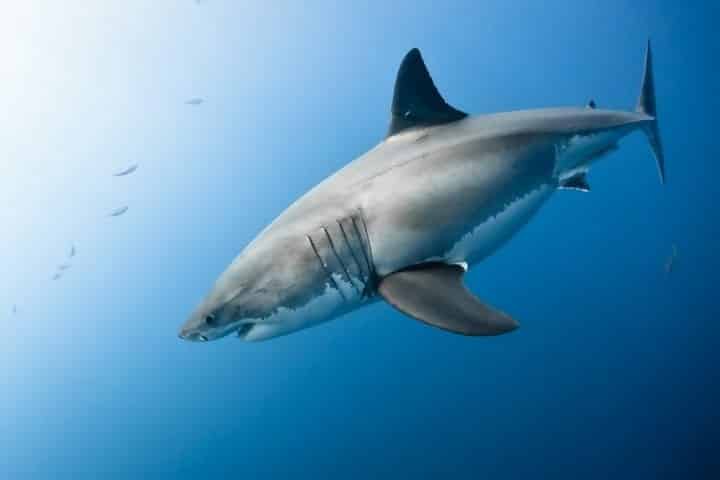 https://cdn.science101.com/wp-content/uploads/2019/01/Shark-swims-deeper-e1547150524862.jpg