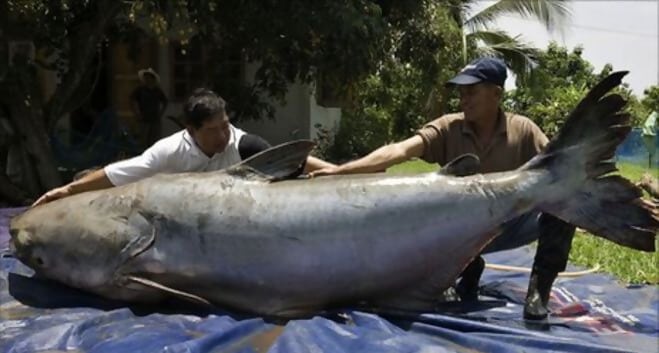 he Giant Mekong Catfish Is Endangered