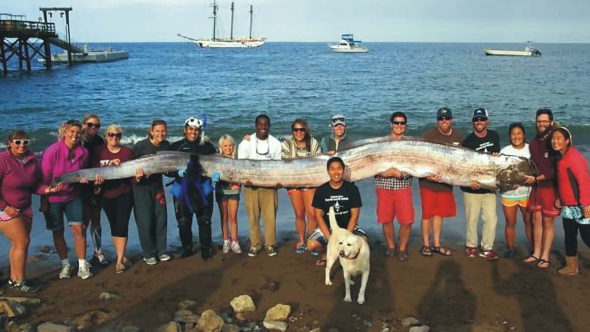 he Giant Oarfish Resembles A Sea Monster