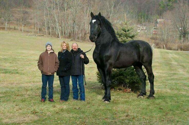 he Giant Percheron Stallion Named Moose