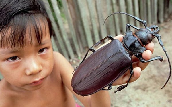 he Titan Longhorn Beetle Is 6.6 Inches Long
