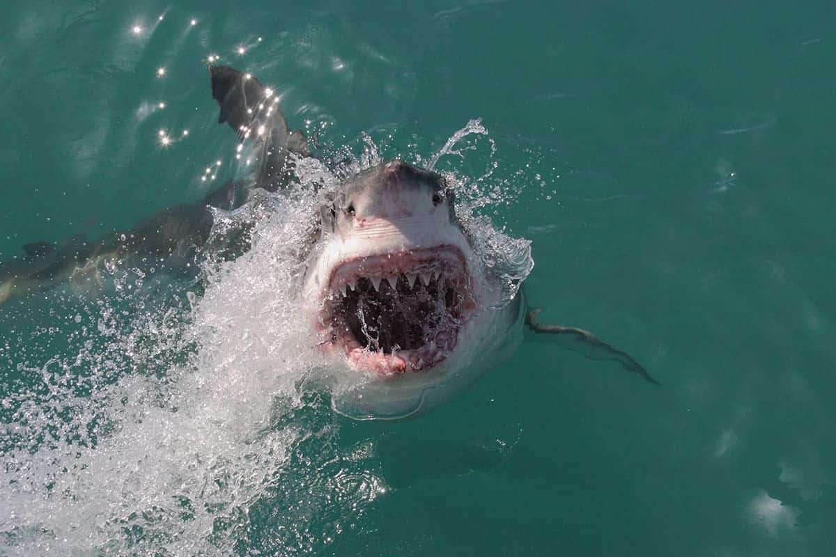 swim time converter shark