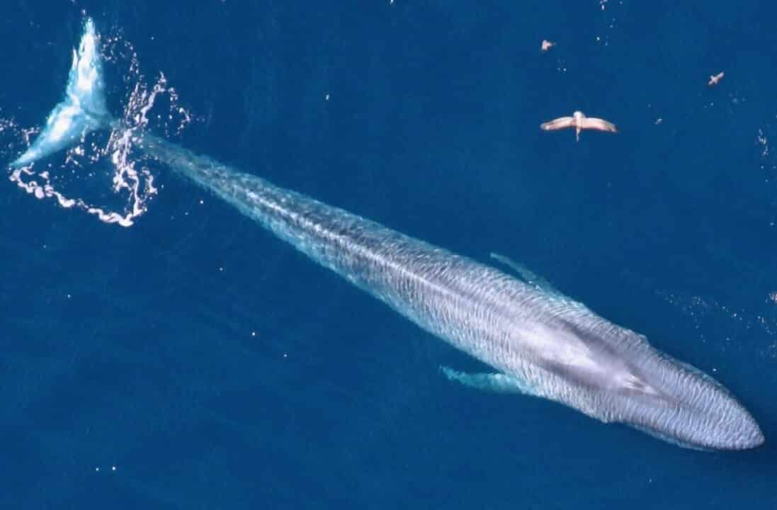 lue whale.jpg