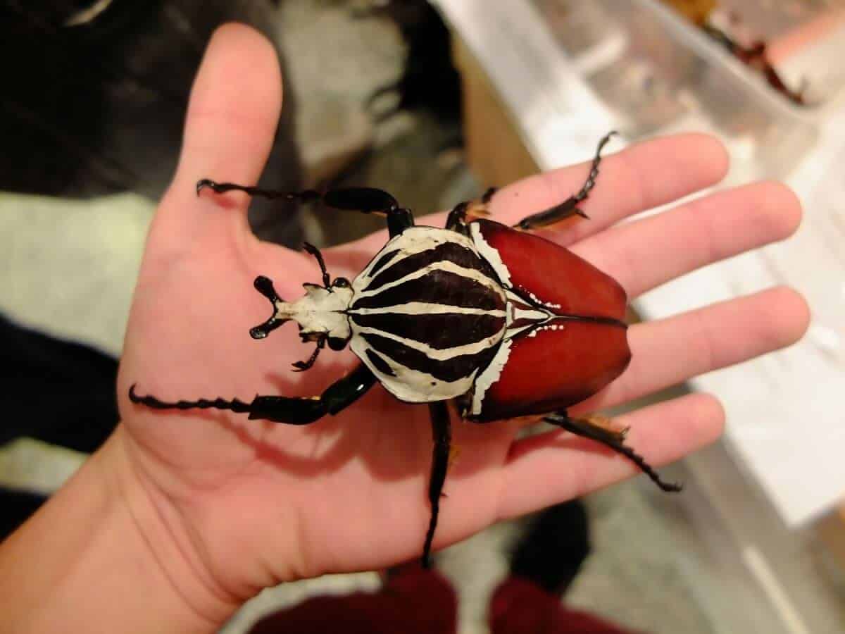 oliathe beetle.jpg