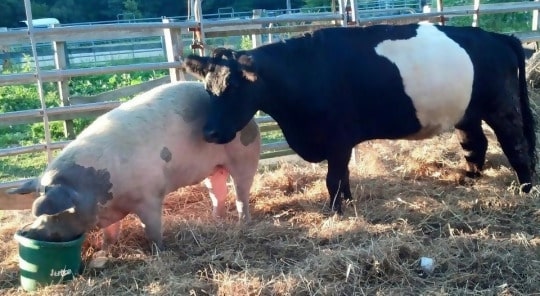 02-blind-cow-pig-calf-baby-lulu